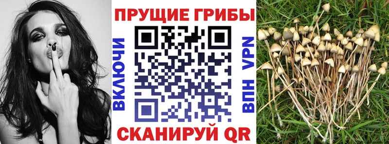 Галлюциногенные грибы Psilocybine cubensis  Энгельс 